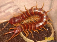 image of centipede