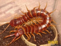 image of centipede #10