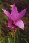 image of flower