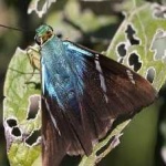 image of animal