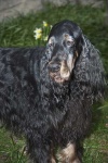 image of gordon_setter