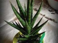 image of house_plant