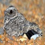image of bird