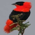 image of bird