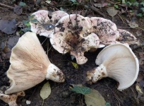 image of mushrooms