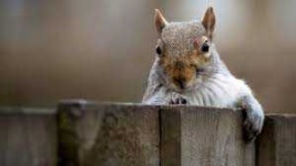 image of animal
