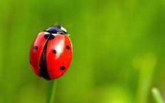 image of ladybugs #52