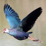 image of bird