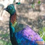 image of bird