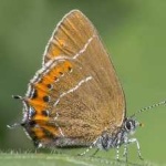 image of animal