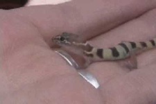 image of banded_gecko