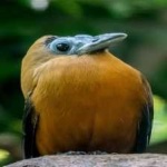 image of bird