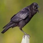 image of bird