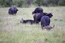 image of water_buffalo