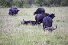 image of water_buffalo #31