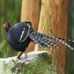 image of bird