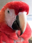 image of parrot #23