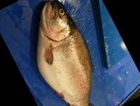 image of fish