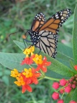 image of monarch