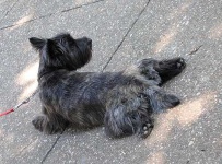 image of scotch_terrier