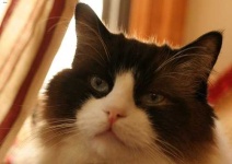 image of animal