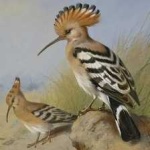 image of bird