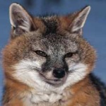 image of animal