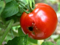 image of tomato #6