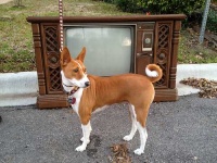 image of basenji