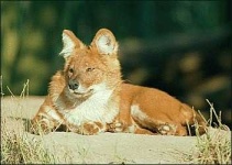 image of dhole