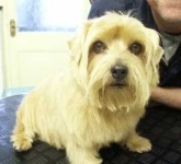 image of norfolk_terrier