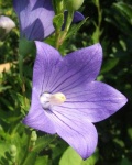 image of balloon_flower #33