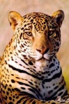 image of jaguar_car