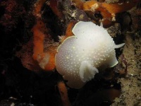 image of sea_slug #8