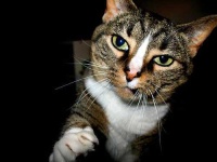 image of tabby