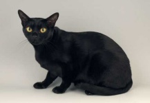 image of animal