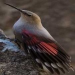 image of bird