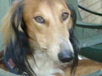 image of saluki