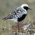 image of bird
