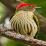 image of bird