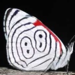image of animal