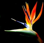 image of flower
