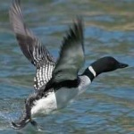 image of bird