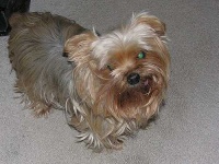 image of australian_terrier