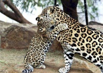 image of jaguar_car