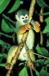image of squirrel_monkey