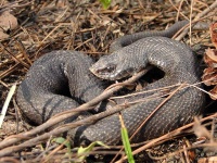 image of hognose_snake #28