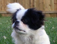 image of animal