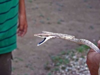 image of vine_snake
