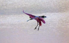 image of spoonbill
